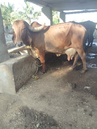 ગાય