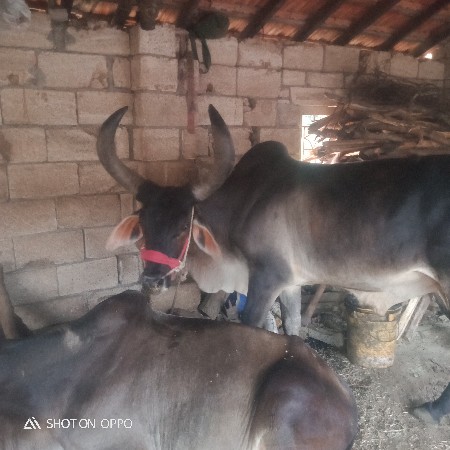 આ બળદ વેચવાના સે ફૂલ જવાબ દારી