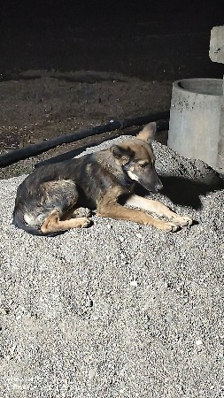 Germen dog vechvano chhe