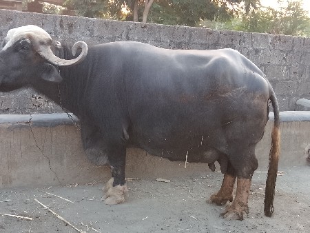 ભેંસ વેચવાની છે