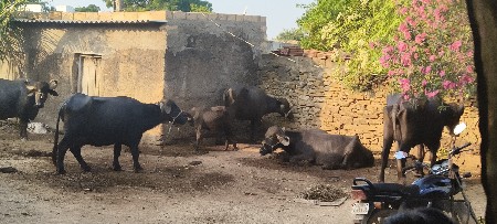 ભેંસો વેચવાની છે.