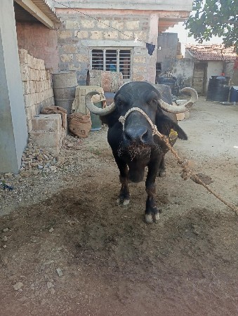 vechavani che