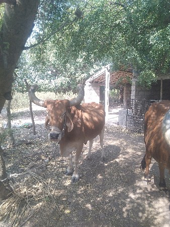 બળદ છે