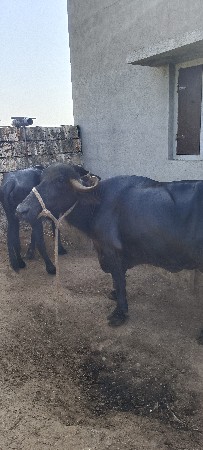 ભેંસ વેચવાની છે