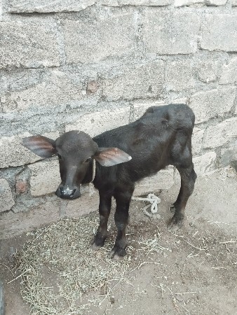 ભેંસ વેચવાની છે