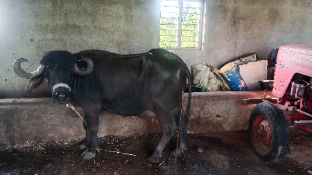 વેચવાની છે