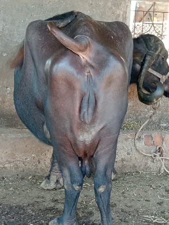 ભેંસ વેચવાની છે
