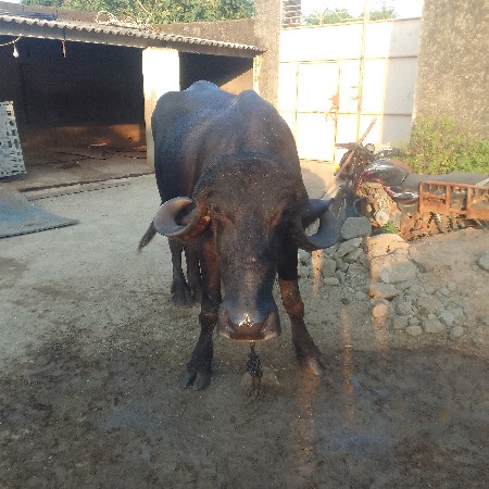 ખડેલી વેચવા ની છે