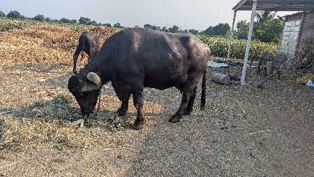 ફુલ જાફરાબાદી ભેંસ વેચવાની છે