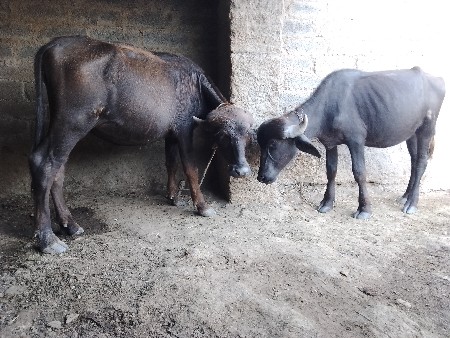 ખડાયા વેચવાના છે