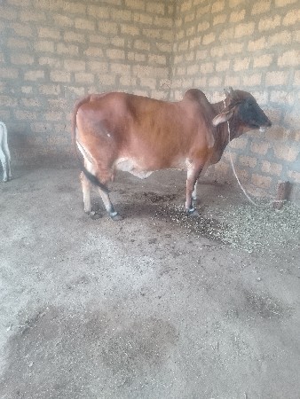 ગાય વેચવાની છે