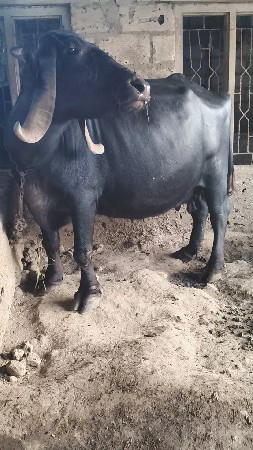 ભેંસ