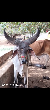 🧿આ બળદ  ની  જોડ કરવાની છે 🧿