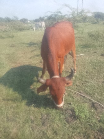 વેચવાના છે વેચવાના છે