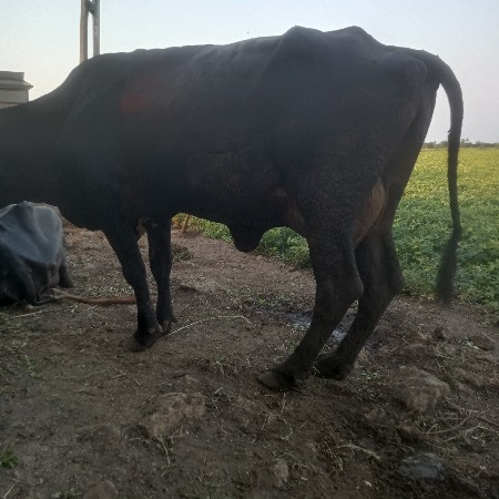hf ગાય વેશ્વાંની સે