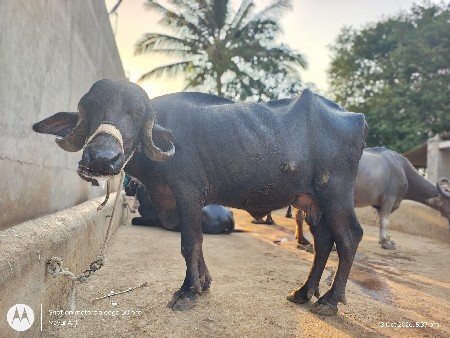 ભેંશ વેચાવ છે