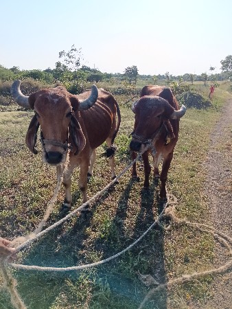 બળદ વેચવા ના છે