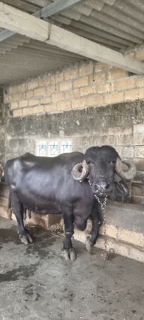 વેચવા ની છે