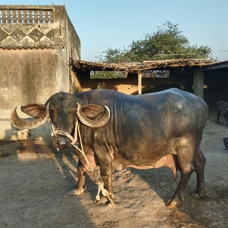 આ‌  ભેંસ વેચવાની‌છે