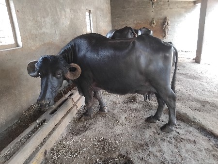 ભેસ વેચવાની છે