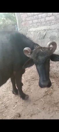 bhes vechvani che