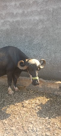 ભેંસ વેચવાની છે