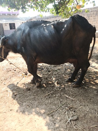 ભેંસ વેચવાની છે