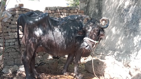 samat bhai cavda