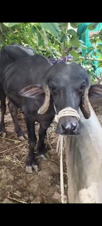 3 વર્ષ ની પાડી વેચવાની છે
