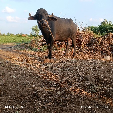 ભેસ