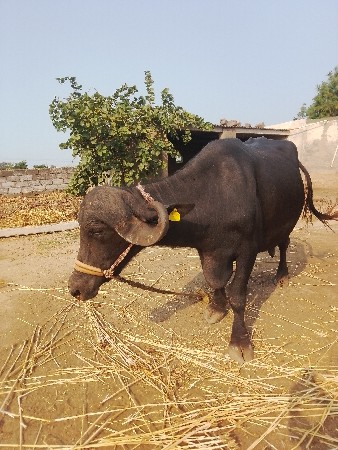 ભેંસ વેચવાની છે
