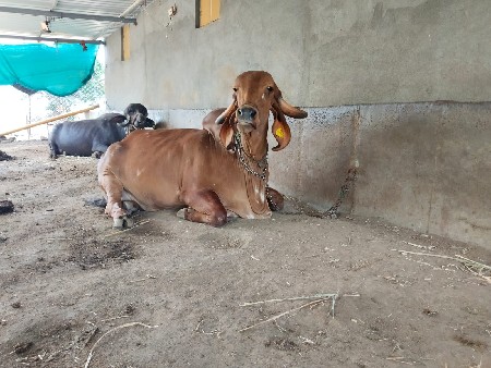 ગીર ગાય વેચવાની છે