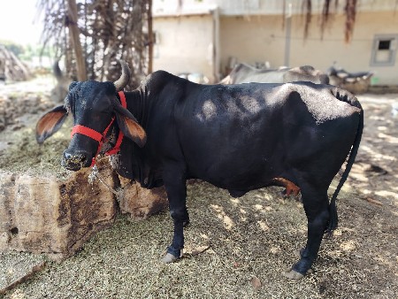 ગાય વેચવાની છે
