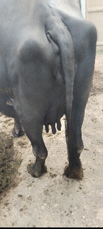 3વેતર વીયાસે