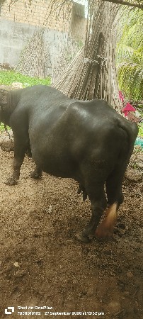 ભેંશ વેચવાની છે