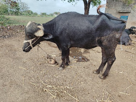 ખળેલી વેચવાની છે