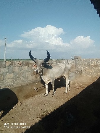 ગોઢલો વેશવા નો છે