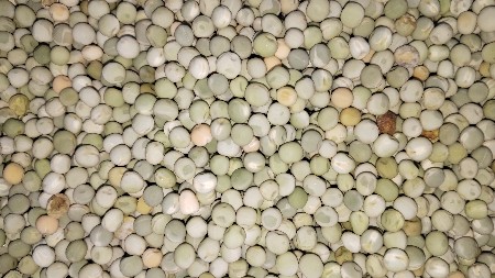 વટાણા નું બિયારણ