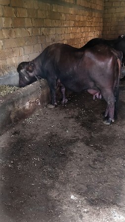 ભેંસ વેચવાની છે બીજુ વેતર