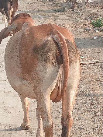 વેચવાની હે