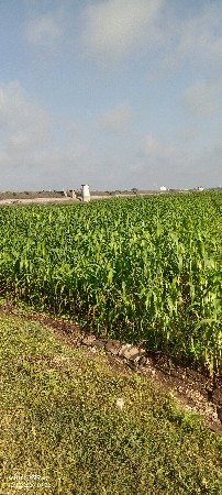 જુવારનો ચારો વેચવાનો છે