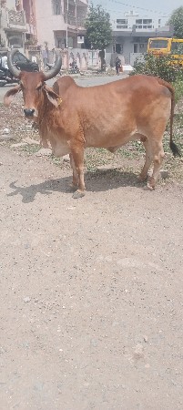 આ ગાય વેચવાની છે