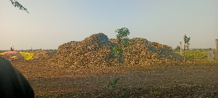 પાલો વેચવા નો છે
