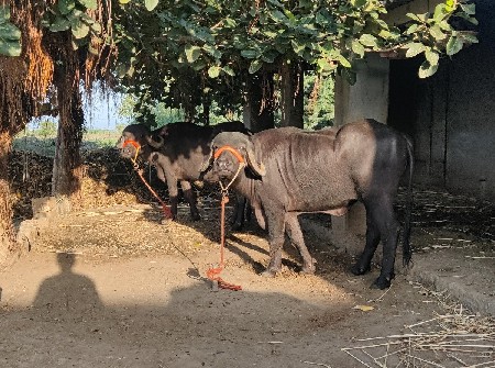 2 ખડેલી યુ ના સાટા મા વસેરી કે ઘોડી