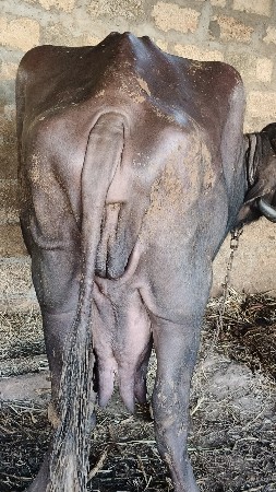 ભેસ વેચવાની છે