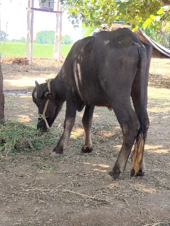 ખડેલી વેચવાનીછે