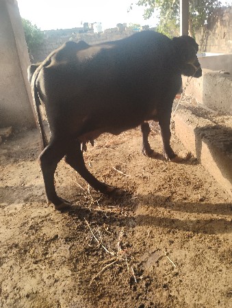 પેલાવેતરમાદુધસલીટરહતુ