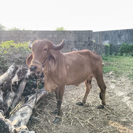 ગીર ગાય વેચવાની છે