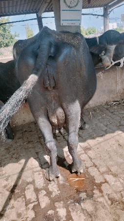 3વેતર