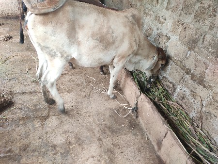 આ હોડકી વેચવાની છે